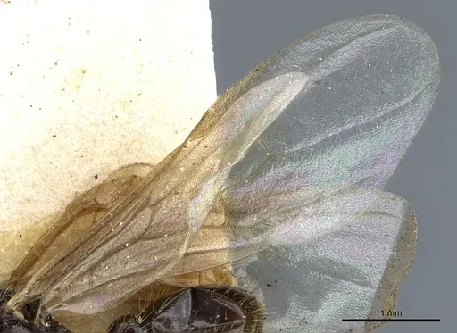 Myrmica scabrinodis - CASENT0904069