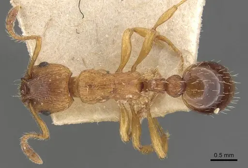 Myrmica scabrinodis - CASENT0907597