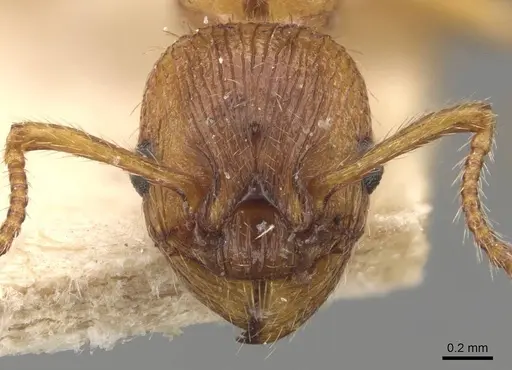 Myrmica scabrinodis - CASENT0907597