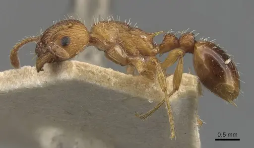 Myrmica scabrinodis - CASENT0907597
