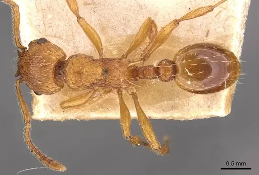 Myrmica scabrinodis - CASENT0907654