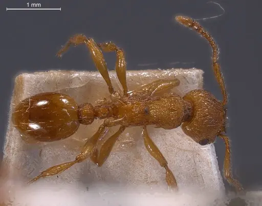 Myrmica scabrinodis - CASENT0907654