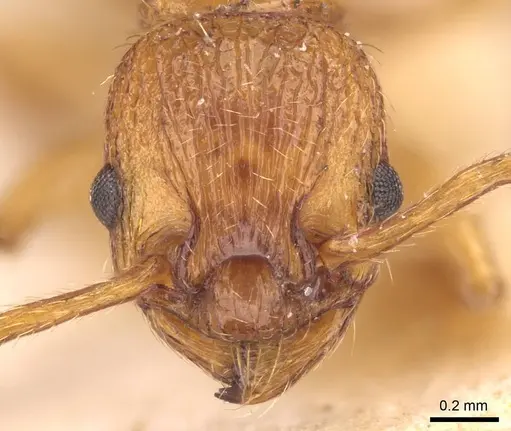 Myrmica scabrinodis - CASENT0907654