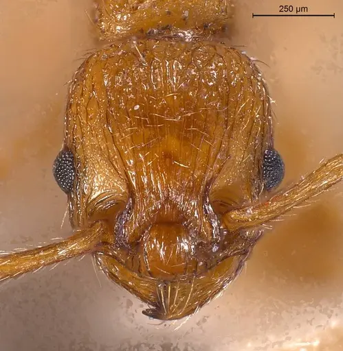 Myrmica scabrinodis - CASENT0907654