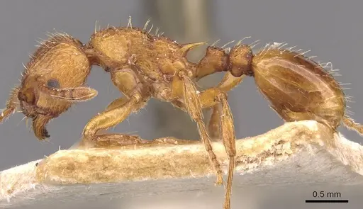Myrmica scabrinodis - CASENT0907654