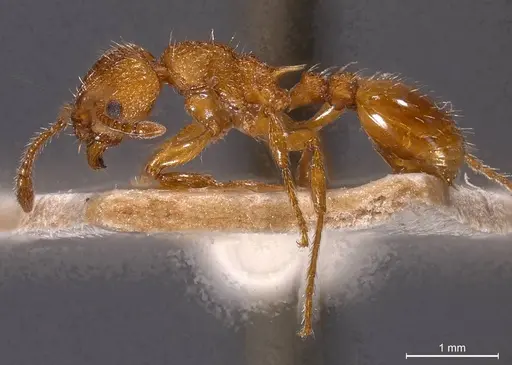 Myrmica scabrinodis - CASENT0907654