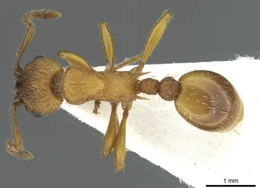 Myrmica scabrinodis - CASENT0913058