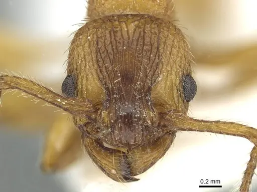 Myrmica scabrinodis - CASENT0913058