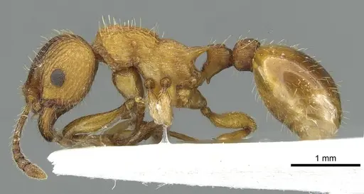 Myrmica scabrinodis - CASENT0913058