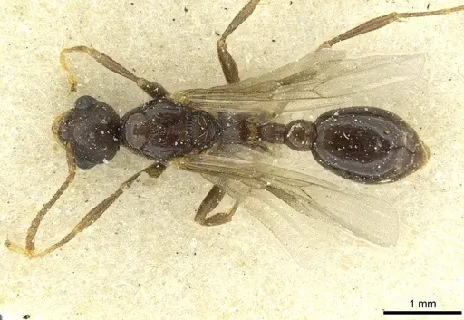 Myrmica scabrinodis - CASENT0913064