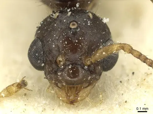 Myrmica scabrinodis - CASENT0913064