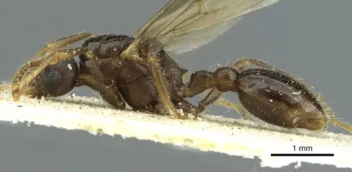 Myrmica scabrinodis - CASENT0913064