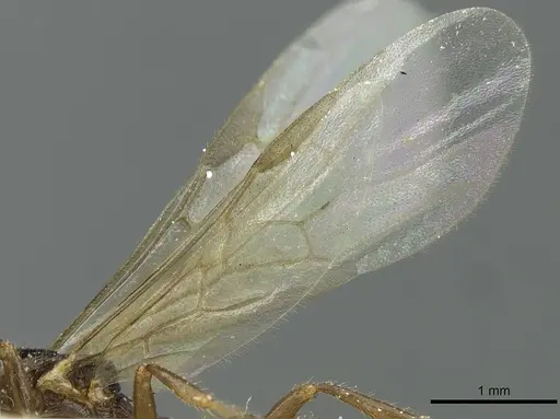 Myrmica scabrinodis - CASENT0913064