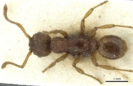 Myrmica scabrinodis - CASENT0913078
