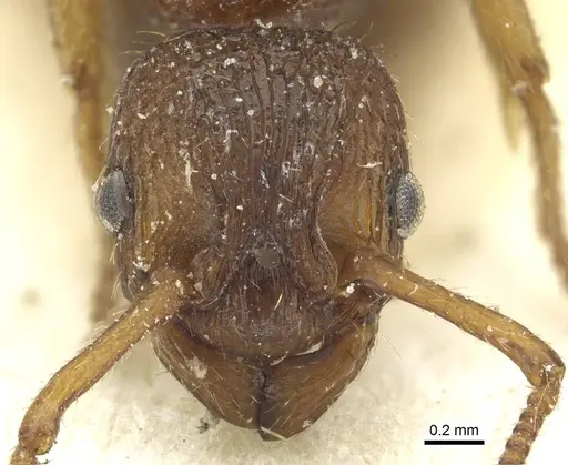 Myrmica scabrinodis - CASENT0913078