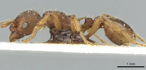 Myrmica scabrinodis - CASENT0913078
