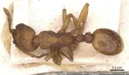 Myrmica scabrinodis - CASENT0913079
