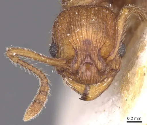 Myrmica scabrinodis - CASENT0913079