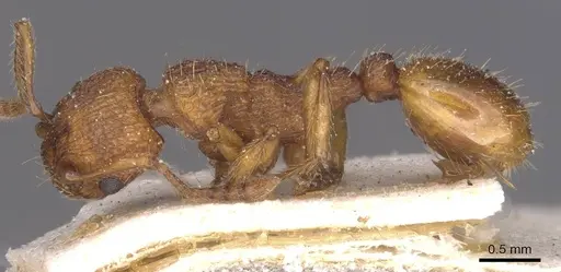 Myrmica scabrinodis - CASENT0913079