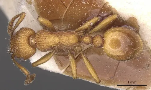 Myrmica scabrinodis - CASENT0913086