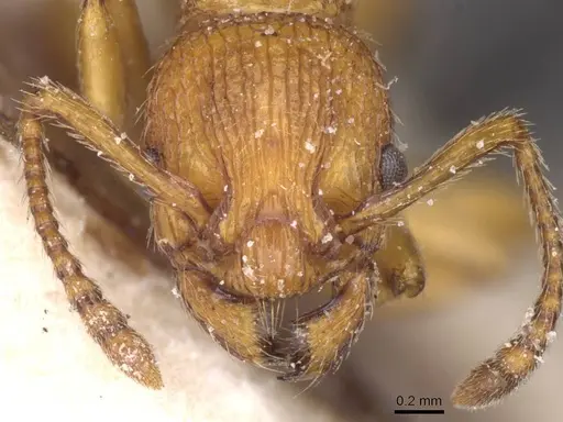 Myrmica scabrinodis - CASENT0913086