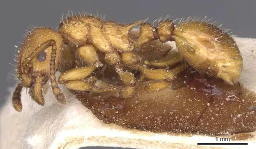 Myrmica scabrinodis - CASENT0913086