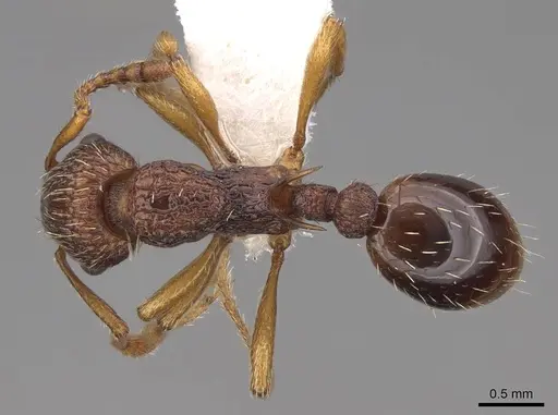 Myrmica scabrinodis - CASENT0922795