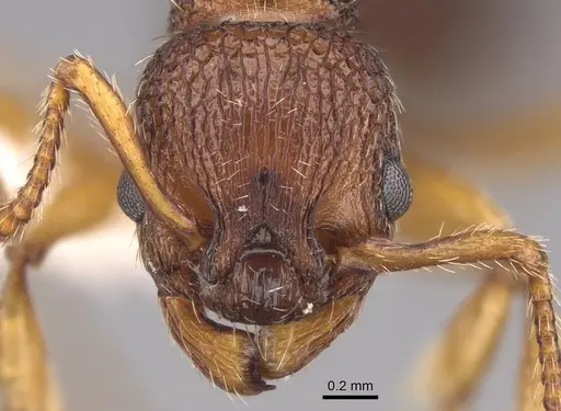 Myrmica scabrinodis - CASENT0922795