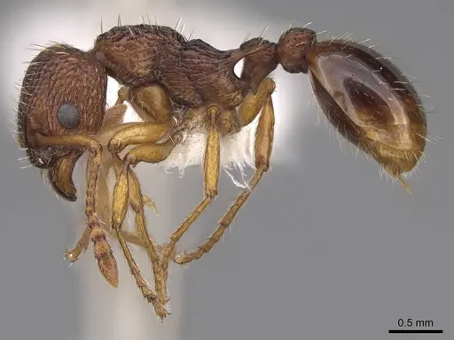 Myrmica scabrinodis - CASENT0922795