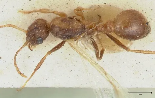 Myrmica scabrinodis - FOCOL1203
