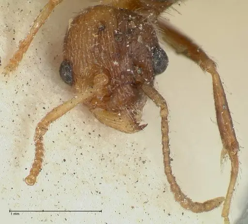 Myrmica scabrinodis - FOCOL1203