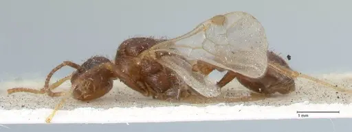 Myrmica scabrinodis - FOCOL1203