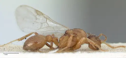 Myrmica scabrinodis - FOCOL1203