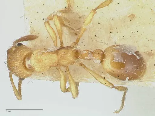Myrmica scabrinodis - FOCOL1204