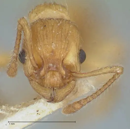 Myrmica scabrinodis - FOCOL1204