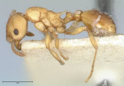 Myrmica scabrinodis - FOCOL1204