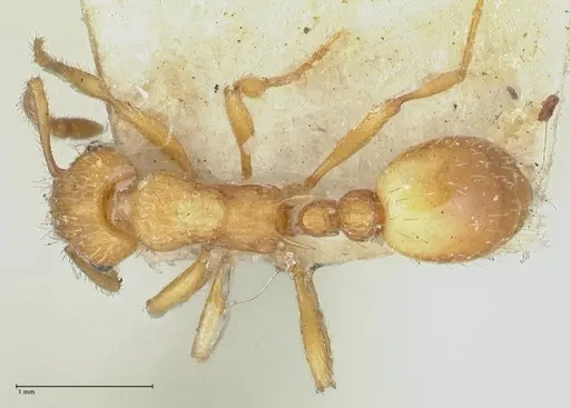Myrmica scabrinodis - FOCOL1205