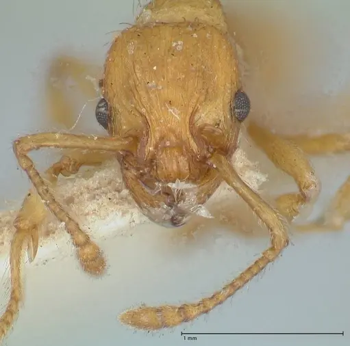Myrmica scabrinodis - FOCOL1205