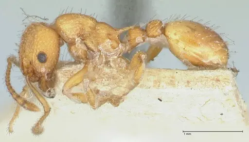 Myrmica scabrinodis - FOCOL1205