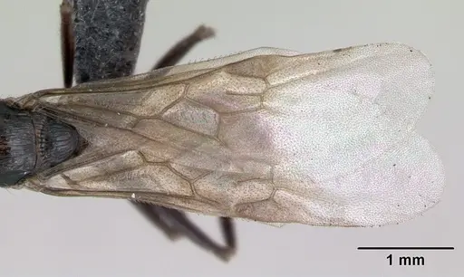 Myrmica schencki specimen