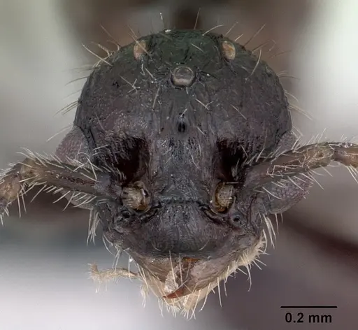 Myrmica schencki specimen