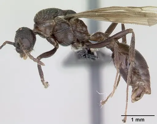 Myrmica schencki - CASENT0172721