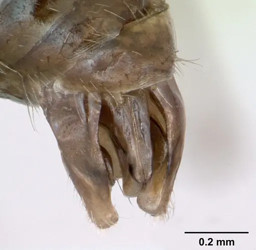 Myrmica schencki - CASENT0172721