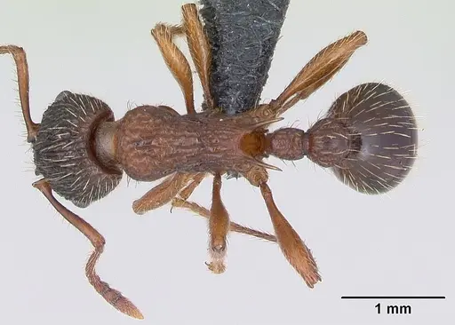 Myrmica schencki - CASENT0172731