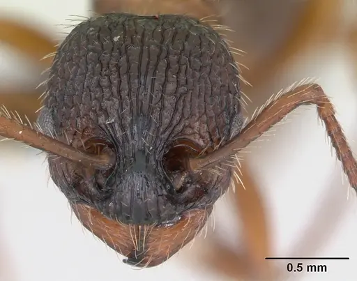 Myrmica schencki - CASENT0172731