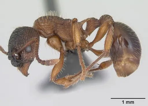 Myrmica schencki - CASENT0172731