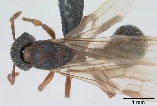 Myrmica schencki - CASENT0172732