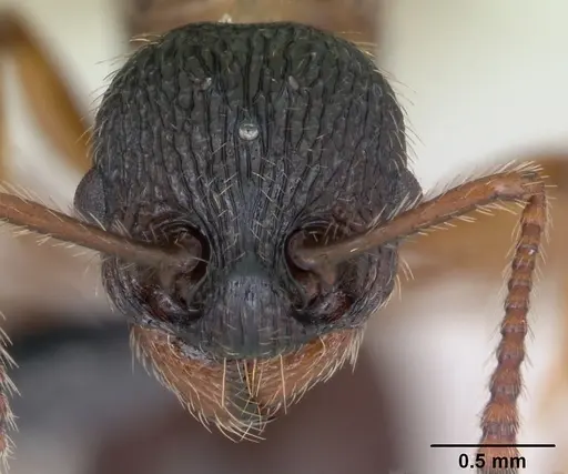 Myrmica schencki - CASENT0172732