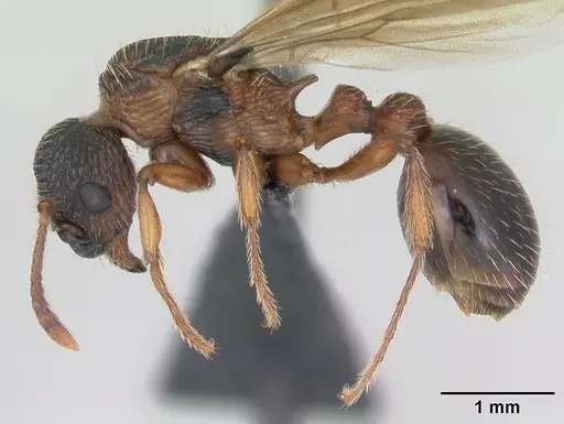Myrmica schencki - CASENT0172732