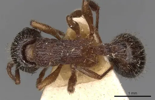 Myrmica schencki - CASENT0900289